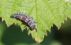 Coccinella septempunctata larva Copyright: Yvonne Couch
