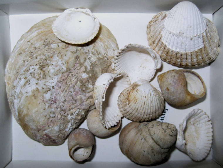 Molluscs from Pleistocene Channel Jaywick beach Copyright: William George