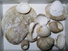 Molluscs from Pleistocene Channel Jaywick beach 