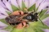 Andrena hattorfiana female3 Copyright: Peter Harvey