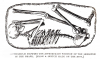 Walton on the Naze Human Skeleton plan 