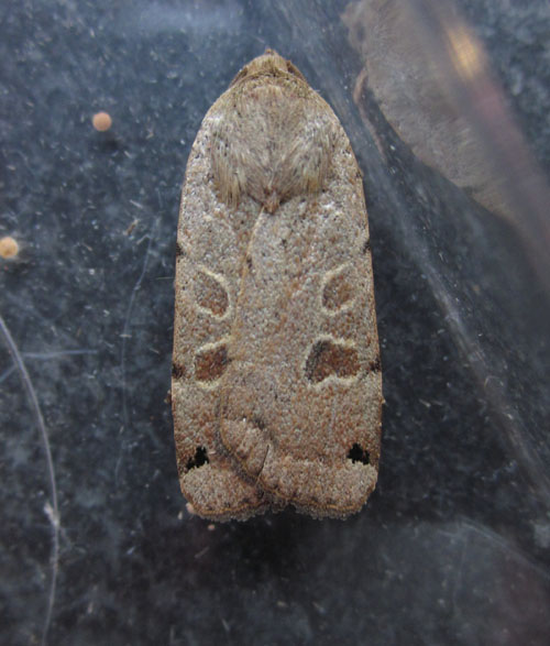 Lunar Yellow Underwing Copyright: Clive Atkins
