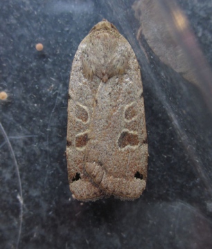 Lunar Yellow Underwing Copyright: Clive Atkins