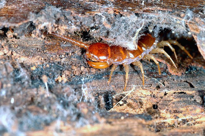 Lithobius species (8 May 11) Copyright: Leslie Butler