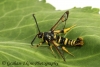 Synanthedon vespiformis Yellow-legged Clearwing Copyright: Graham Ekins