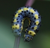 caterpillar on Wild Cherry Copyright: Robert Smith