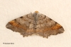 Tawny-barred Angle  Macaria liturata Copyright: Graham Ekins