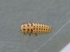 Psyllobora vigintiduopunctata larva Copyright: Yvonne Couch