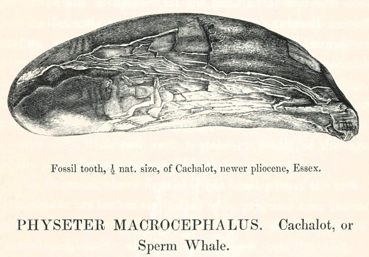 Sperm Whale Cachalot Physter macrocephalus Pliocene 1845 Image Copyright: William George