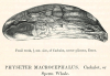 Sperm Whale Cachalot Physter macrocephalus Pliocene 1845 Image 