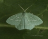 Hemistola chrysoprasaria   Small Emerald Copyright: Graham Ekins