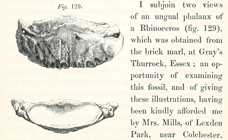 Rhinoceros phalanx Grays Thurrock brick marl 1845 image Copyright: William George