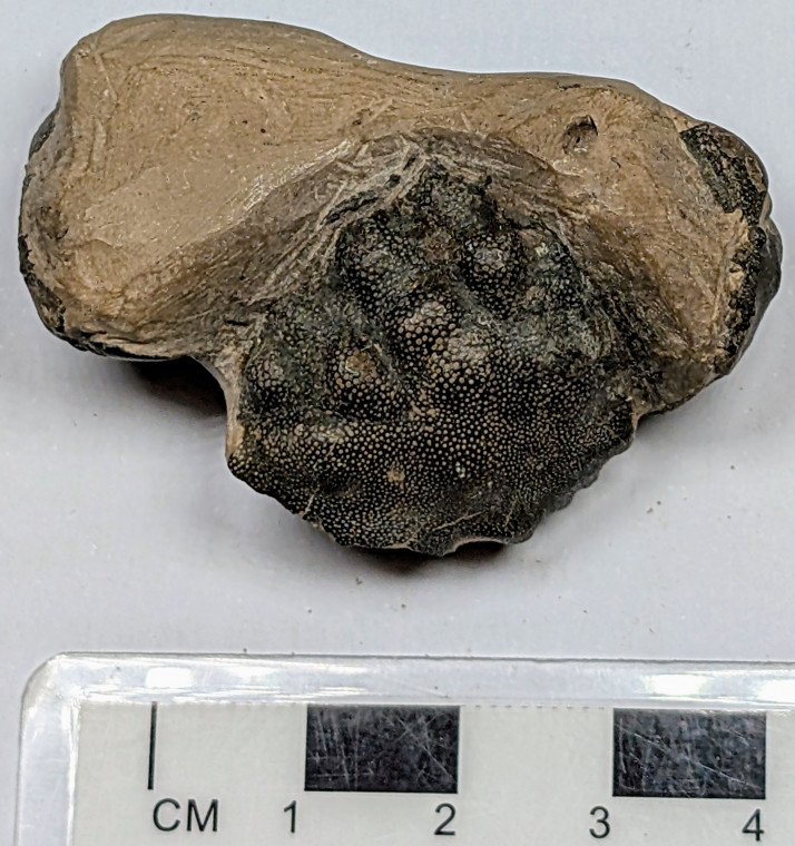 Fossil Crab from London Clay collected 1970 Carapace Copyright: Mike Daniels Collection