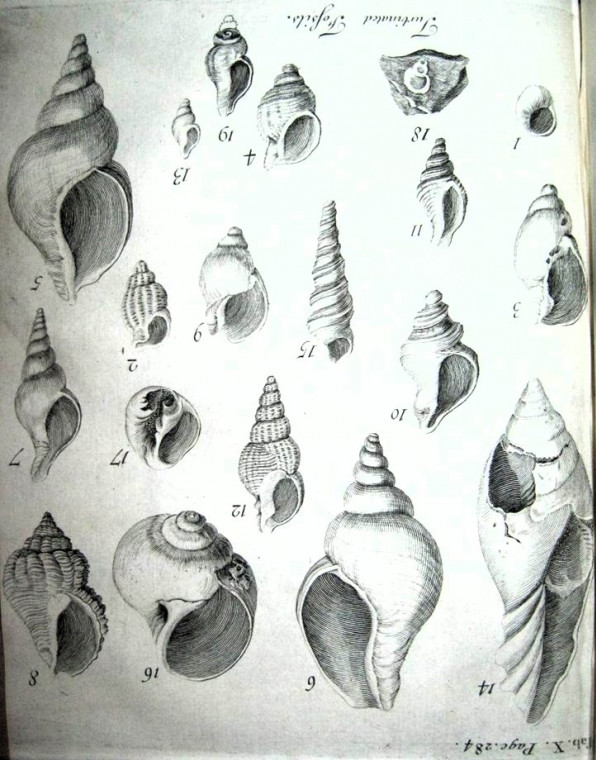 Harwich fossil gastropods from Red Crag and London Clay 1730 Copyright: William George