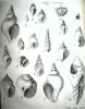 Harwich fossil gastropods from Red Crag and London Clay 1730