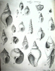 Harwich fossil gastropods from Red Crag and London Clay 1730 