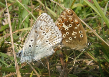 Chalk-hill blues mating Copyright: Sue Grayston