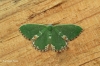 Comibaena bajularia  Blotched Emerald 1 Copyright: Graham Ekins