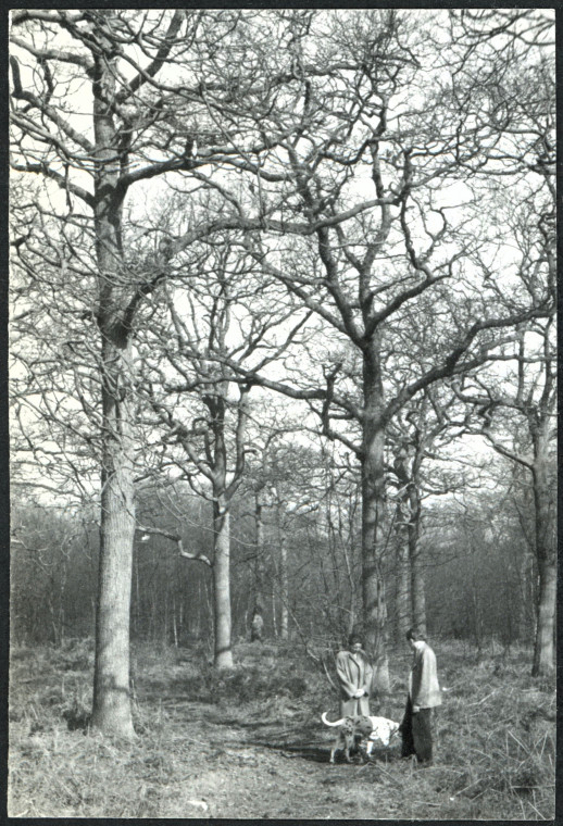 Thaxted Trees Photograph Album 1955 Copyright: Photograph Album