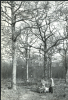 Thaxted Trees Photograph Album 1955