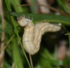 larva - night feeding Copyright: Robert Smith