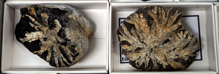 Fossil sponges preserved in flint Copyright: William George