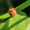 bryony ladybird Copyright: Yvonne Couch