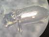 Notiophilus aquaticus