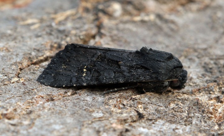 Black Rustic   Aporophyla nigra Copyright: Graham Ekins