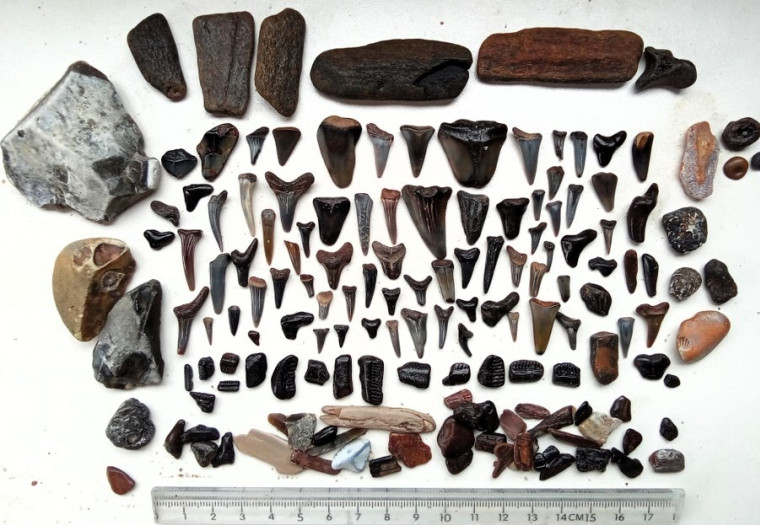 Fossils collected from Clacton beach recharge material Copyright: William George