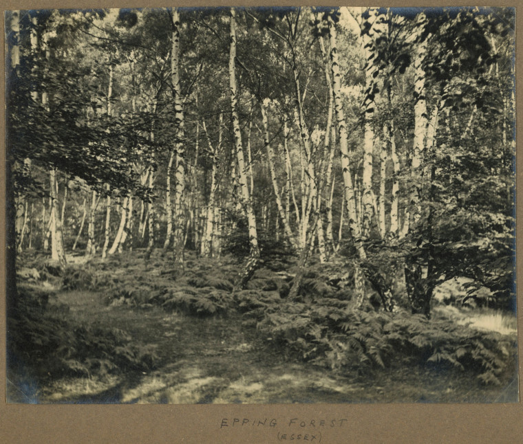 Epping Forest Silver Birch 1940s Copyright: Photograph Album