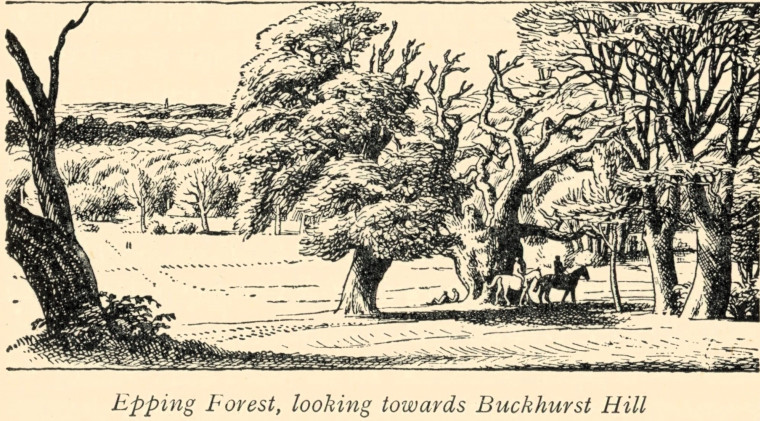 Epping Forest looking towards Buckhurst Hill Bax 1939 Copyright: F L Griggs