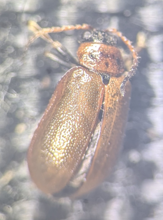 Lochmaea suturalis Copyright: Robert Smith