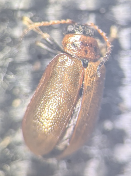 Lochmaea suturalis Copyright: Robert Smith