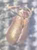 Lochmaea suturalis Copyright: Robert Smith