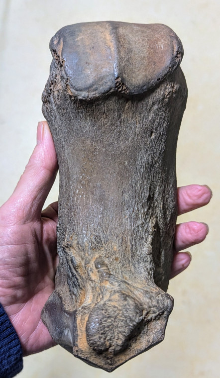 straight-tusked elephant (Palaeoloxodon antiquus) toe bone 5 Copyright: Mr Bree 1898