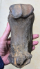 straight-tusked elephant (Palaeoloxodon antiquus) toe bone 5