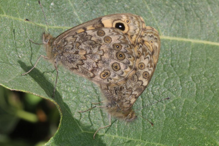 Wall mating pair Copyright: Peter Harvey