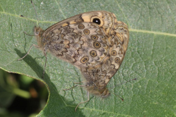 Wall mating pair Copyright: Peter Harvey