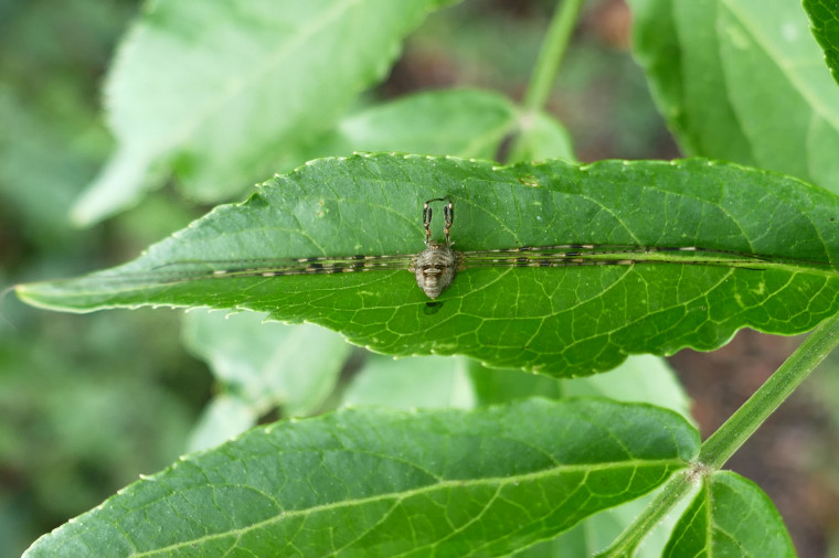 Fork-palped Harvestman Copyright: Alf Mullins