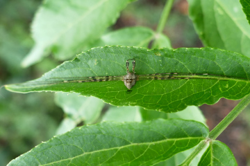 Fork-palped Harvestman Copyright: Alf Mullins