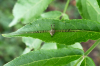 Fork-palped Harvestman Copyright: Alf Mullins