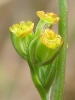 Bupleurum tenuissimum flowers 