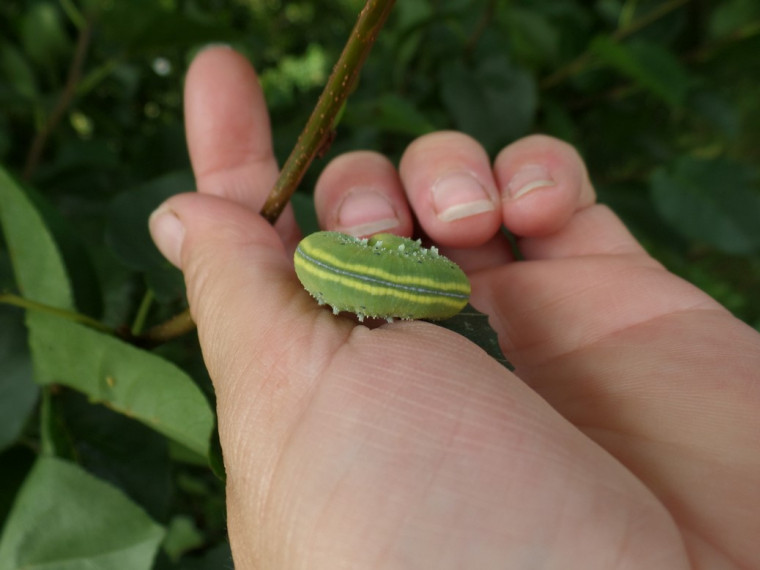 c.connatus dorsal view Copyright: Fiona Hutchings