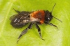 Andrena thoracica Copyright: Peter Harvey
