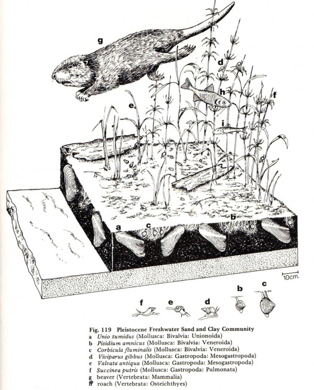 Reconstruction of Pleistocene Channel Mckerrow Copyright: William George