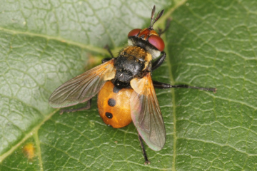 Gymnosoma rotundatum Copyright: Peter Harvey