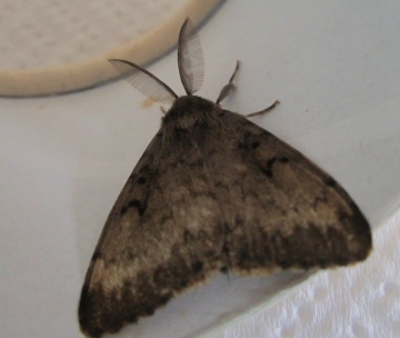 Gypsy Moth in August 2013 Copyright: Kathleen Black