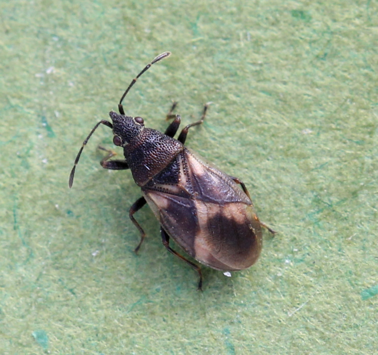 Oxycarenus modestus female Copyright: Yvonne Couch