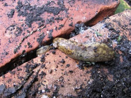 Irish Yellow Slug Limacus maculatus Copyright: Graham Smith